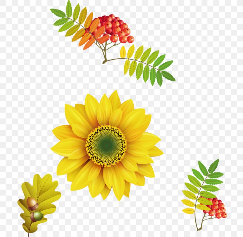 Common Sunflower Terra Fofa Paisagismo Cereal Clip Art, PNG, 715x800px, Common Sunflower, Cereal, Chrysanths, Computer Network, Cut Flowers Download Free