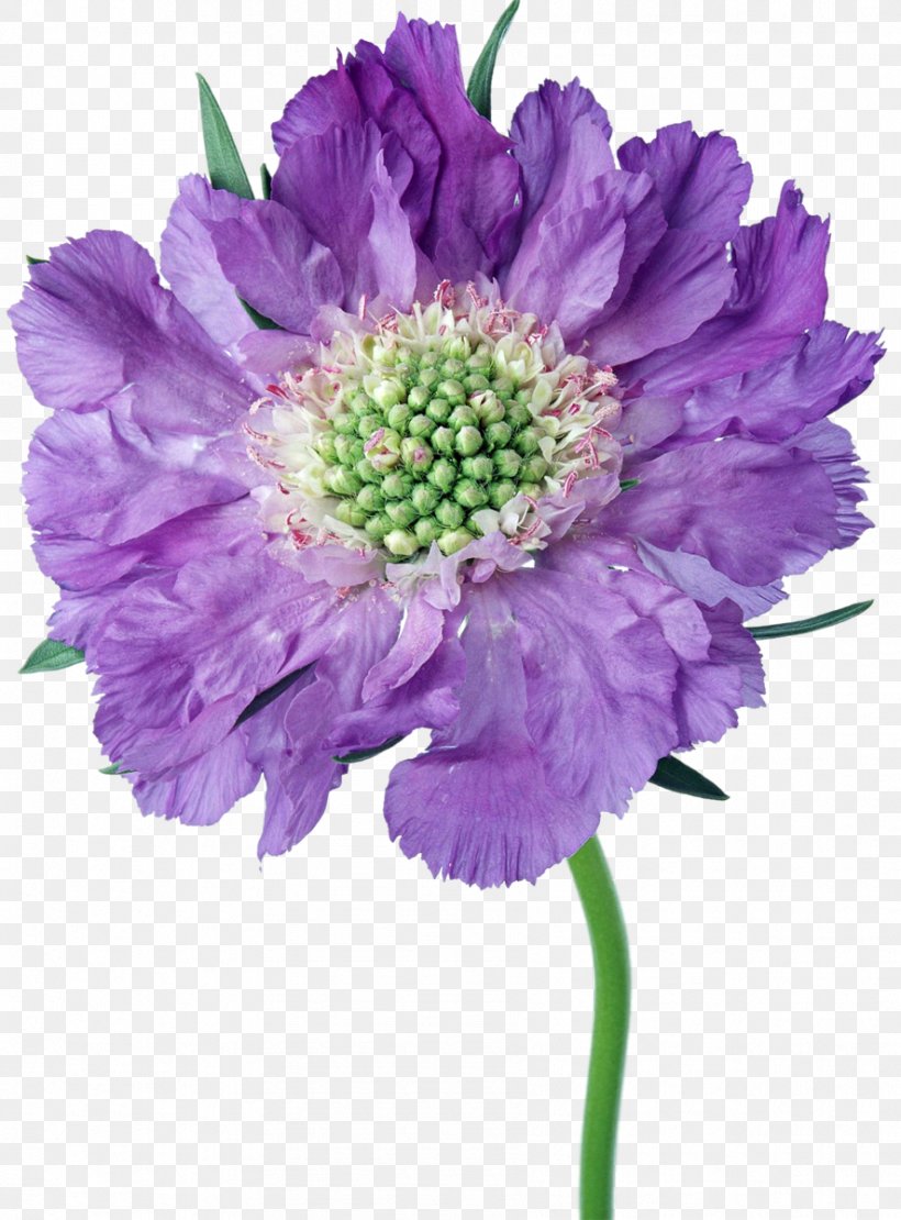 Cut Flowers Aster Daisy Family Chrysanthemum, PNG, 886x1200px, Flower, Annual Plant, Aster, Chrysanthemum, Chrysanths Download Free