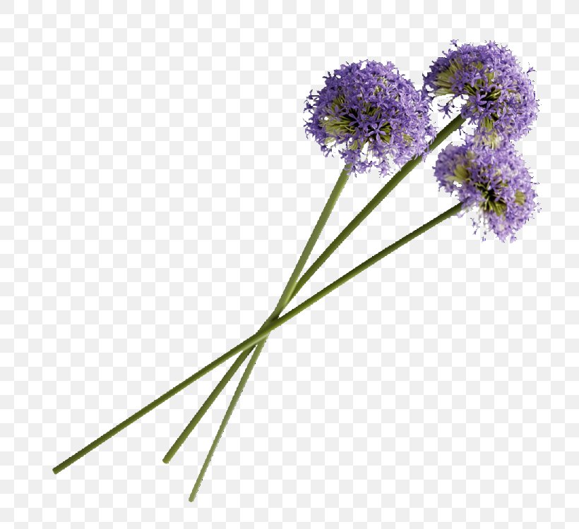 Purple Flower 卡耐基成功学全书 Lavender, PNG, 750x750px, Purple, Blog, Cut Flowers, Dale Carnegie, Flora Download Free