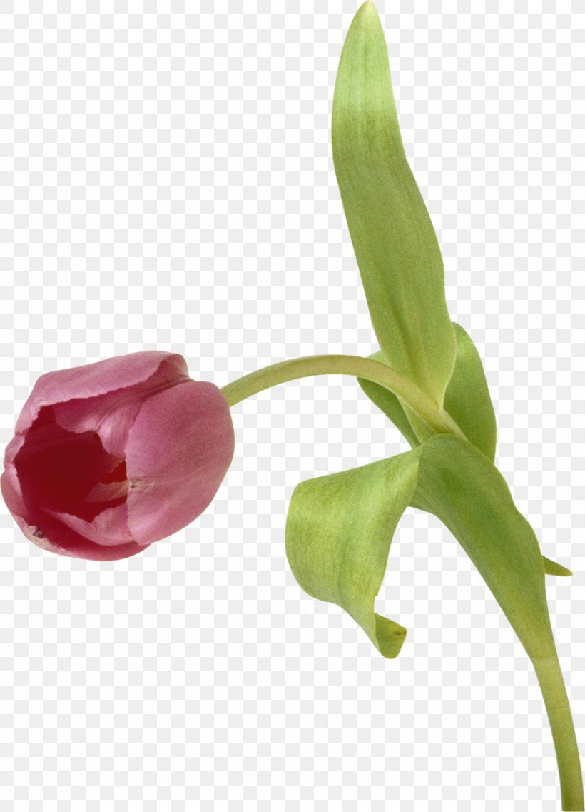 Tulip Flower Pink Clip Art, PNG, 923x1280px, Tulip, Arum, Bud, Color, Cut Flowers Download Free