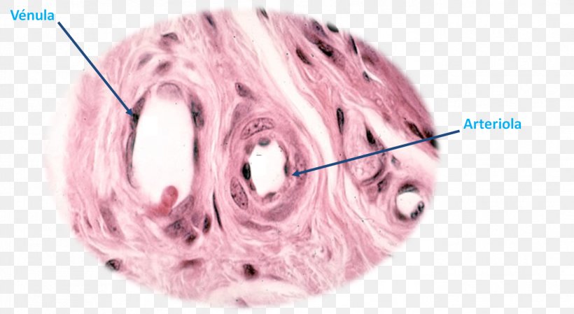 Arteriole Circulatory System Capillary Artery Venule, PNG, 1369x751px, Watercolor, Cartoon, Flower, Frame, Heart Download Free