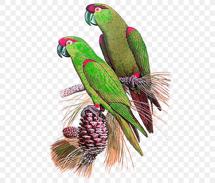 Bird True Parrot Desktop Environment, PNG, 700x700px, Bird, Beak, Desktop Environment, Fauna, Feather Download Free