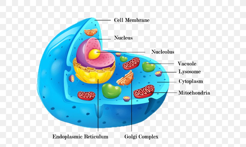 Cèl·lula Animal Plant Cell Cell Wall Organelle, PNG, 600x490px, Cell, Anatomy, Animal, Cell Membrane, Cell Wall Download Free