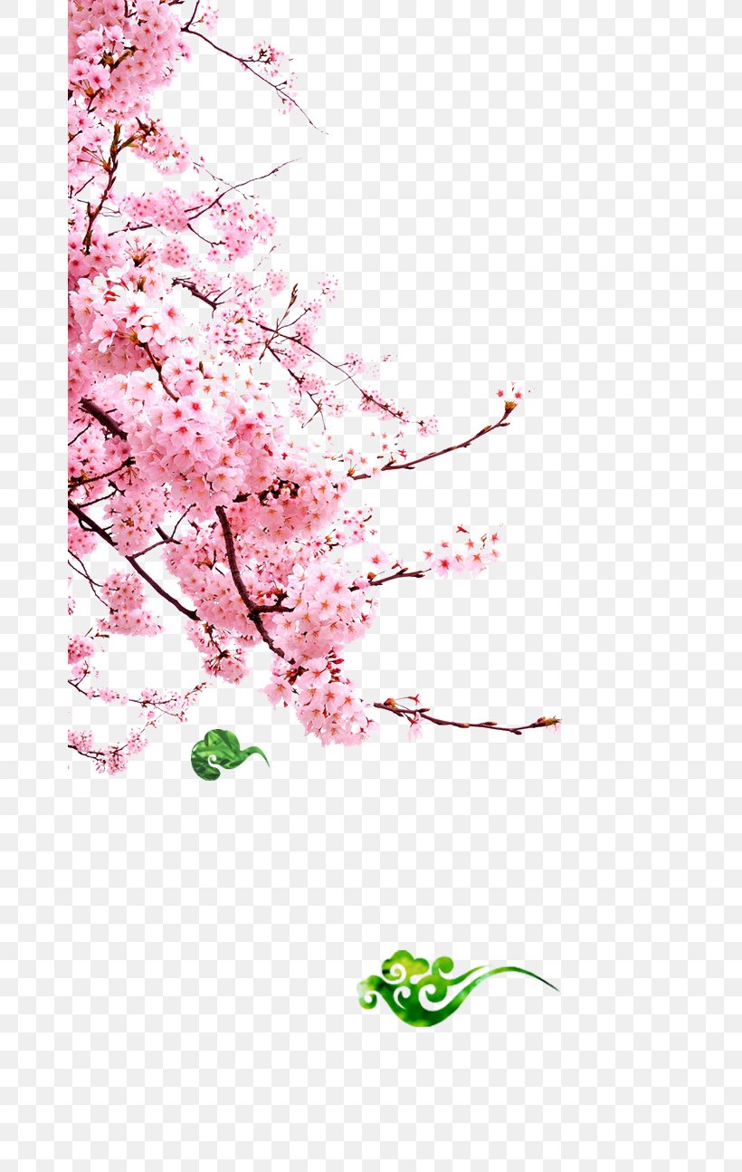 Cherry Blossom Cerasus Pink, PNG, 669x1294px, Cherry Blossom, Blossom, Branch, Cerasus, Cherry Download Free