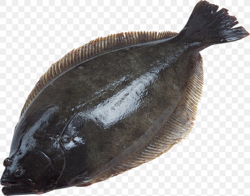 Deep Sea Fish European Plaice Flatfish, PNG, 1930x1520px, Bony Fishes, Bony Fish, Deep Sea, Deep Sea Fish, European Plaice Download Free