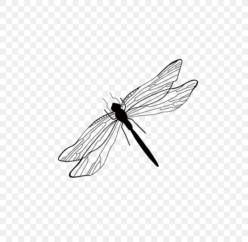 Insect Cartoon, PNG, 800x800px, Insect, Arthropod, Black, Black And White,  Cartoon Download Free