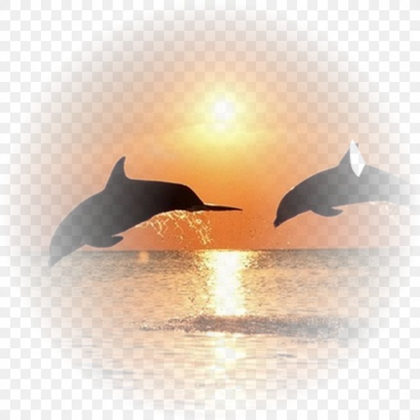 Istria Dolphin Pediatrics, PNG, 1024x1024px, Istria, Adult, Boat, Calm, Child Download Free