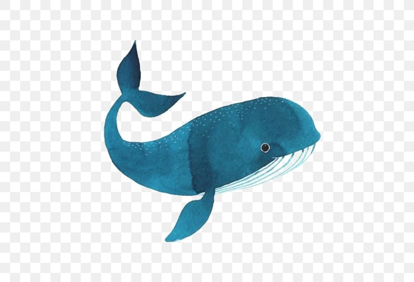Killer Whale Drawing Watercolor Painting Illustration, PNG, 564x558px, Whale, Aqua, Art, Azure, Blue Download Free
