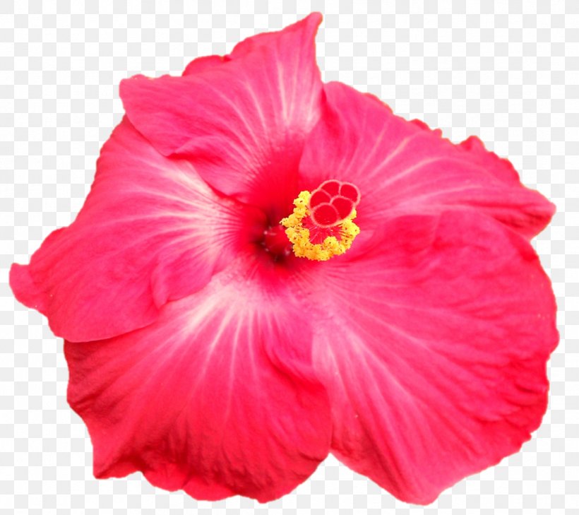 Shoeblackplant Annual Plant Herbaceous Plant Close-up, PNG, 1088x968px, Shoeblackplant, Annual Plant, China Rose, Chinese Hibiscus, Closeup Download Free
