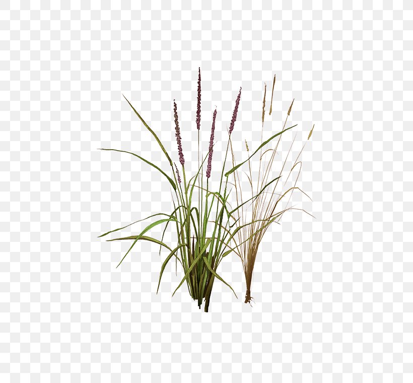 Sweet Grass Vetiver Lemongrass Phragmites Plant Stem, PNG, 472x760px, Sweet Grass, Aquarium, Aquarium Decor, Chrysopogon, Chrysopogon Zizanioides Download Free
