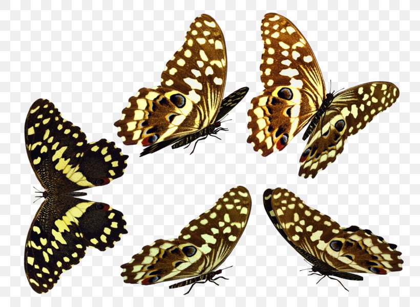 Brush-footed Butterflies Moth Butterfly Fauna, PNG, 776x600px, Brushfooted Butterflies, Art Museum, Arthropod, Brush Footed Butterfly, Butterfly Download Free