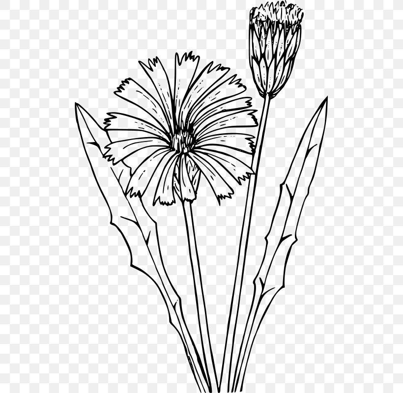 Common Dandelion Coloring Book Flower Drawing Flatweed, PNG, 515x800px, Common Dandelion, Artwork, Black And White, Branch, Child Download Free