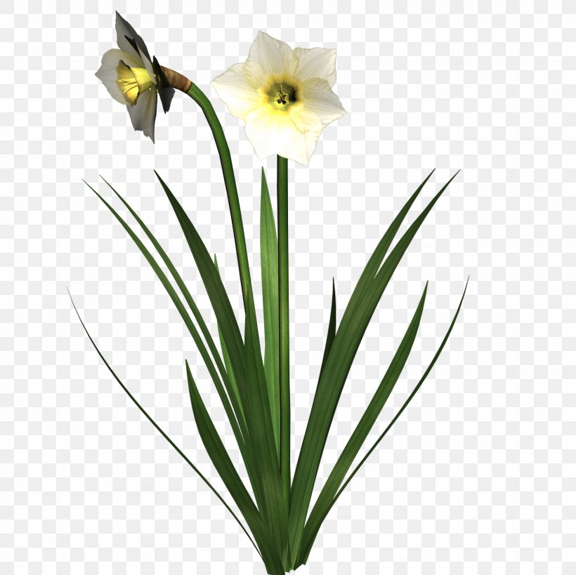 Daffodil Flower Clip Art, PNG, 1600x1600px, Daffodil, Amaryllis Family, Blog, Color, Cut Flowers Download Free