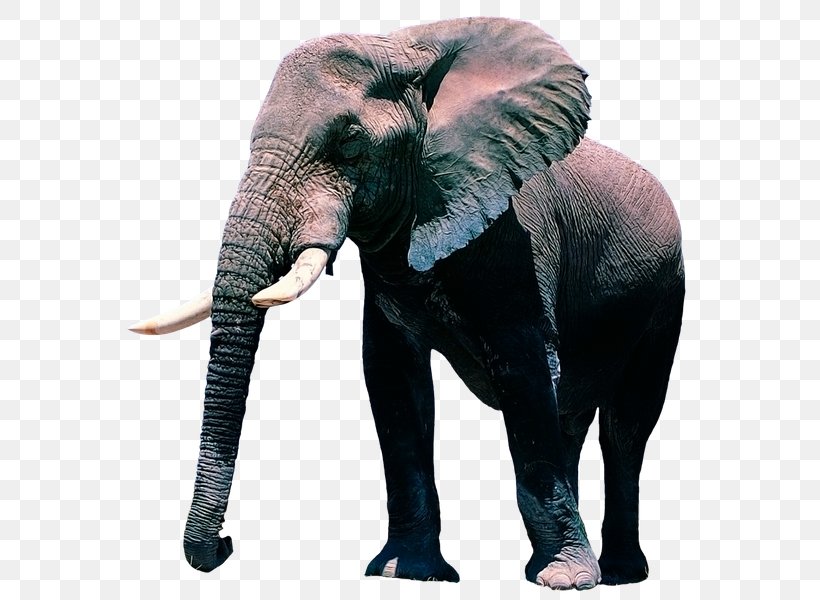 Desktop Wallpaper African Elephant Display Resolution, PNG, 600x600px, Elephant, African Elephant, Animal, Display Resolution, Elephants And Mammoths Download Free