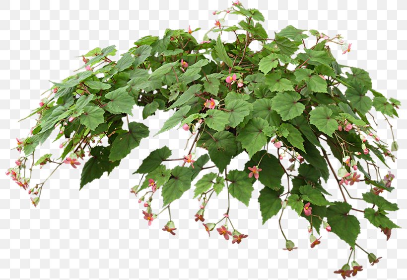Hanging Basket Houseplant Flowerpot, PNG, 800x563px, Hanging Basket, Branch, Fern, Flower, Flowering Plant Download Free