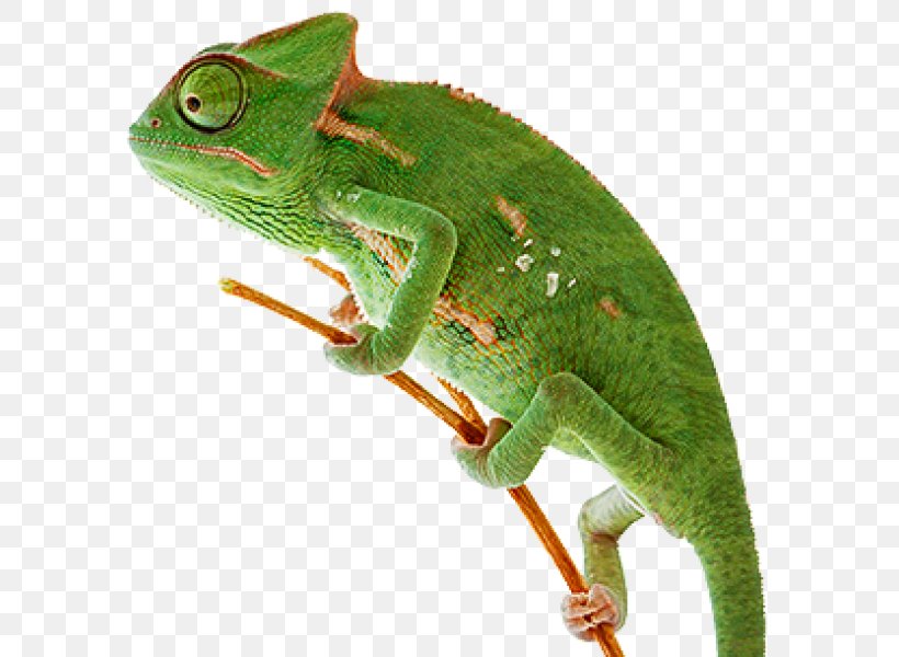 Chameleons Lizard Reptile Animal Zurück In Die Ewigkeit, PNG, 600x600px, Chameleons, Activstudio, African Chameleon, American Chameleon, Animal Download Free