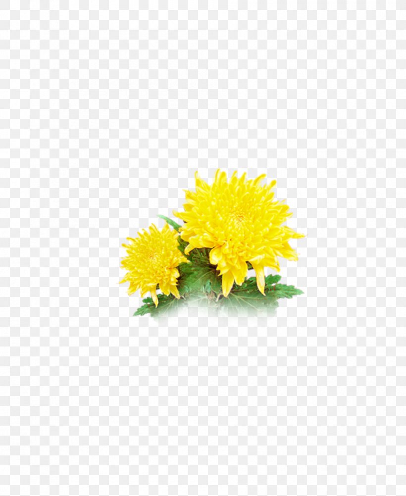 Chrysanthemum Transvaal Daisy Cut Flowers Common Sunflower Floral Design, PNG, 900x1100px, Chrysanthemum, Chrysanths, Common Sunflower, Cut Flowers, Daisy Download Free