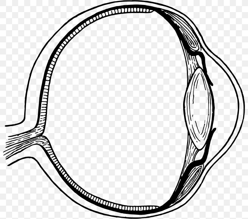 Human Eye Iris Eye Injury Clip Art, PNG, 800x724px, Watercolor, Cartoon, Flower, Frame, Heart Download Free