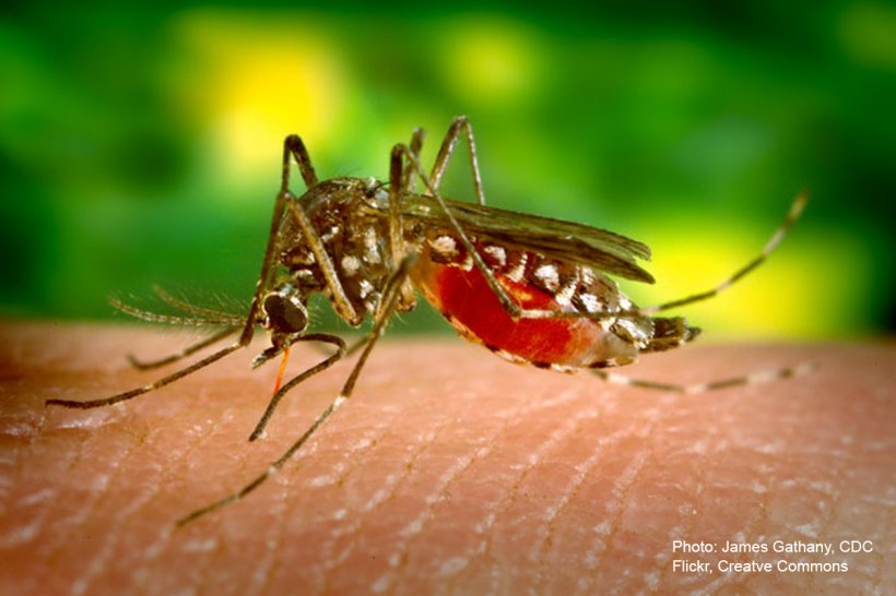 Insect Marsh Mosquitoes Mosquito-borne Disease Mosquito Control World Mosquito Day, PNG, 1200x800px, Insect, Animal, Animal Bite, Arthropod, Close Up Download Free