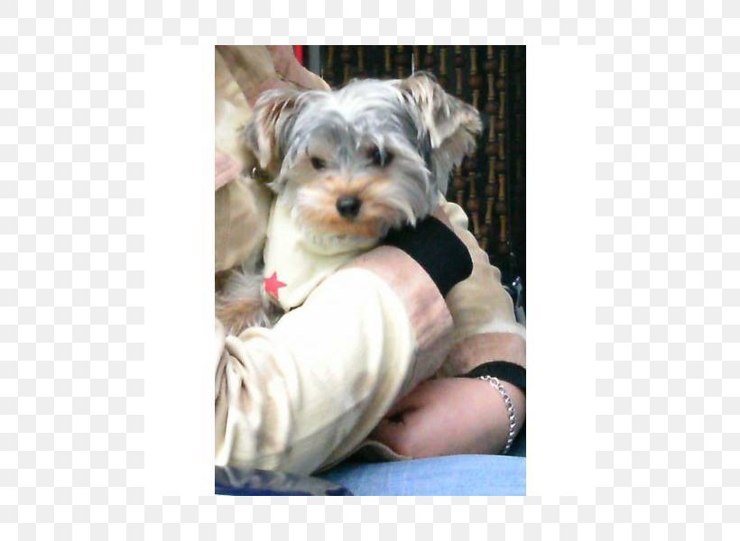 Morkie Yorkshire Terrier Schnoodle Puppy Havanese Dog, PNG, 800x600px, Morkie, Breed, Carnivoran, Companion Dog, Dog Download Free