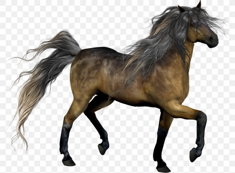 Mustang Stallion Pony Mane Mare, PNG, 800x603px, Mustang, Bridle, Halter, Horse, Horse Like Mammal Download Free