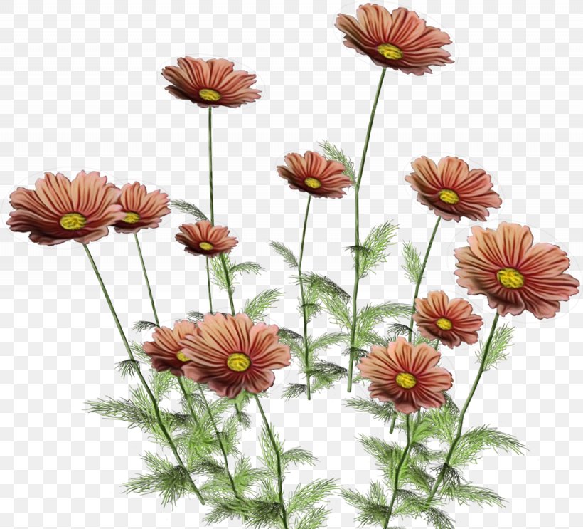 Flower Clip Art Chrysanthemum Petal, PNG, 1025x929px, Flower, Asterales, Botany, Chrysanthemum, Chrysanths Download Free