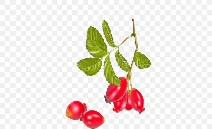 Tea Rose Hip Dog-rose Berry, PNG, 500x500px, Tea, Berry, Branch, Cherry, Cranberry Download Free
