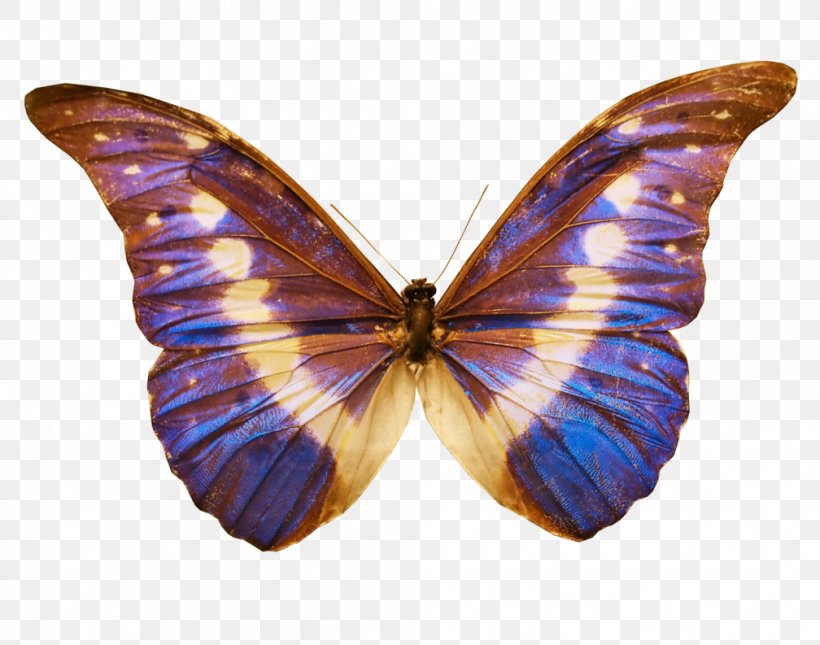 Butterfly Barry B. Benson DeviantArt Standard Test Image, PNG, 1008x793px, Butterfly, Arthropod, Barry B Benson, Brush Footed Butterfly, Butterflies And Moths Download Free