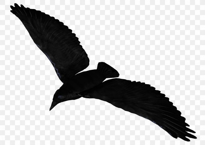 Common Raven Flight, PNG, 1024x724px, Crows, Beak, Bird, Bird Of Prey, Black And White Download Free