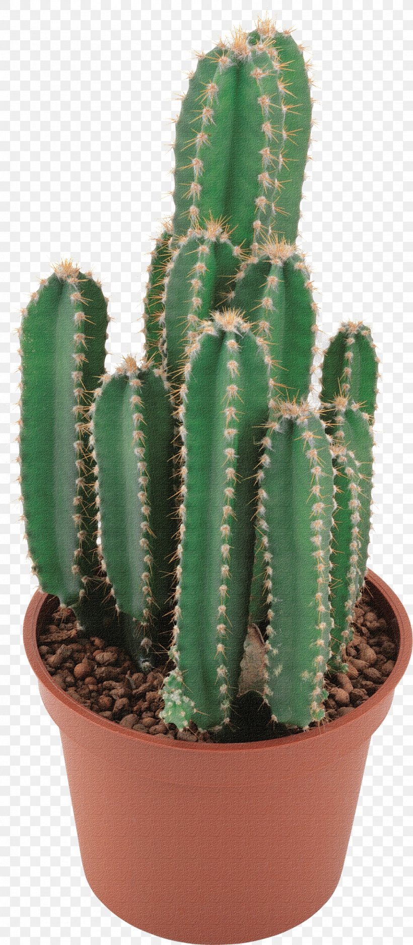 Golden Barrel Cactus Clip Art Succulent Plant, PNG, 1445x3307px, Cactus