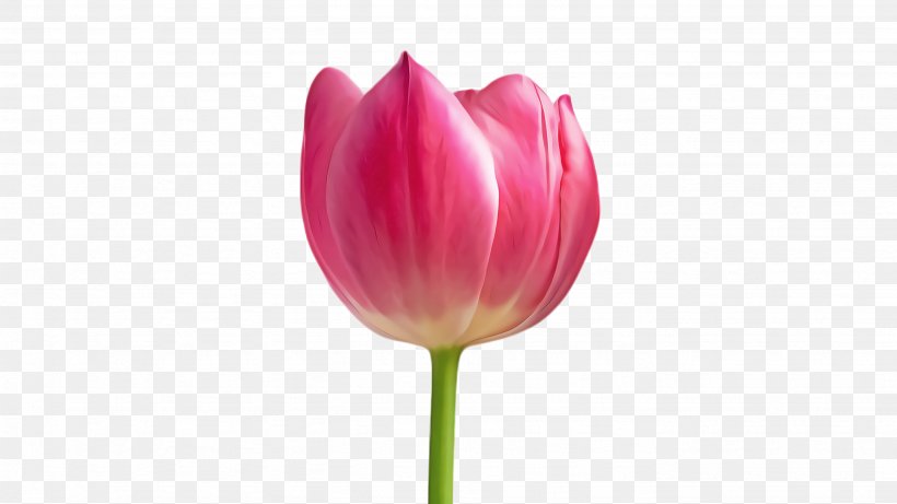 Lily Flower Cartoon, PNG, 2668x1500px, Tulip, Blossom, Botany, Bud, Closeup Download Free