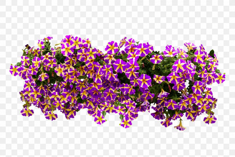Petunia Flower Balcony, PNG, 960x640px, Petunia, Balcony, Display Resolution, Flora, Flower Download Free