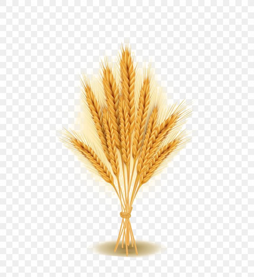 Wheat Agriculture Ear Stock Photography, PNG, 939x1024px, Wheat, Agriculture, Cereal, Commodity, Ear Download Free