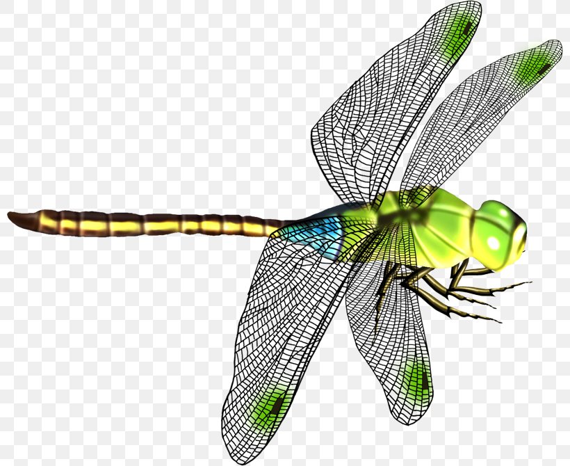 Dragonfly Icon, PNG, 800x670px, Dragonfly, Arthropod, Dragonflies And Damseflies, Editing, Fly Download Free