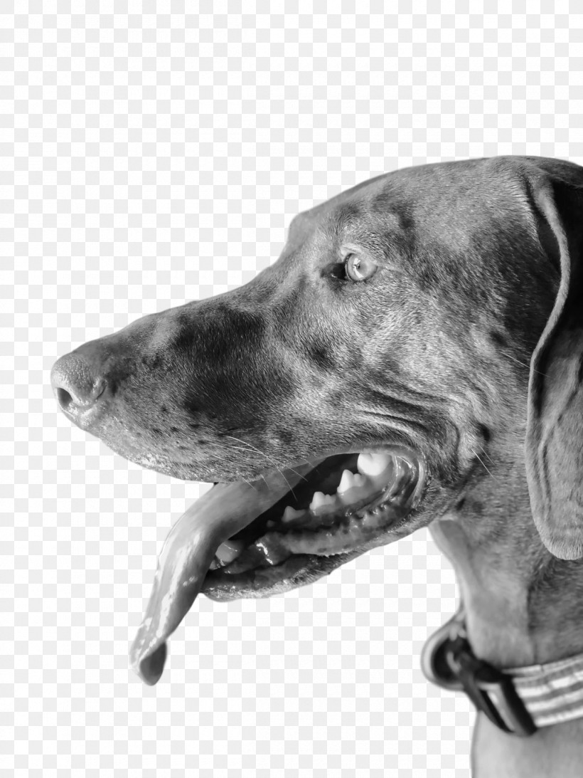 Weimaraner Snout Dog Collar Head, PNG, 1200x1600px, Weimaraner, Black And White M, Breed, Dog, Dog Collar Download Free