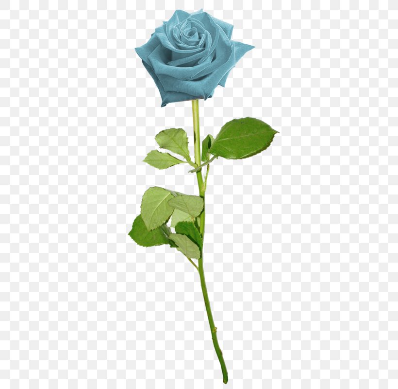 Garden Roses Blue Rose Flower Clip Art, PNG, 345x800px, Garden Roses, Blue, Blue Rose, Color, Cut Flowers Download Free