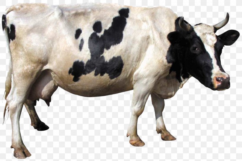 Holstein Friesian Cattle Gyr Cattle Dairy Cattle Clip Art, PNG, 1080x720px, Holstein Friesian Cattle, Bull, Cattle, Cattle Like Mammal, Cow Goat Family Download Free