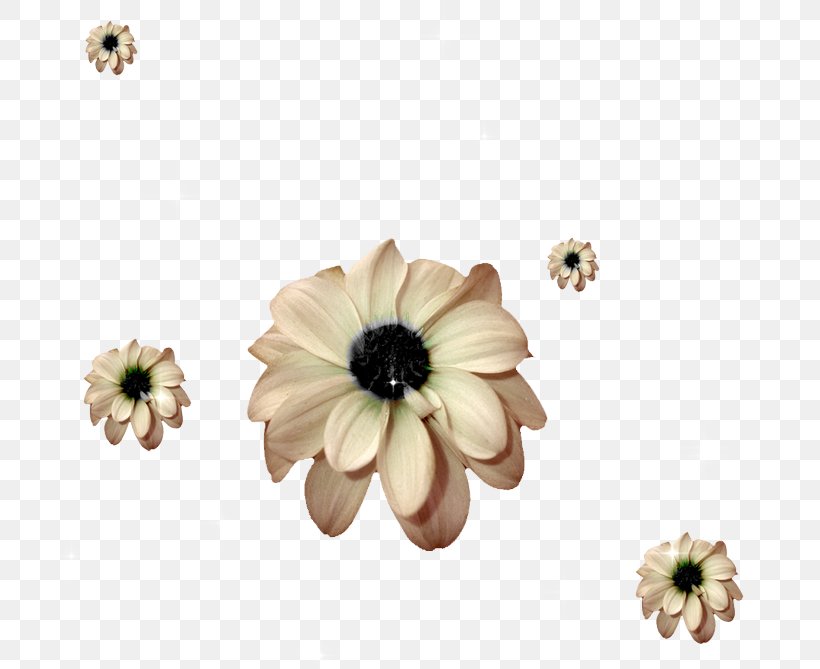 Snail Racing Muroids Transvaal Daisy, PNG, 700x669px, Snail, Body Jewelry, Cut Flowers, Daisy Family, Flower Download Free