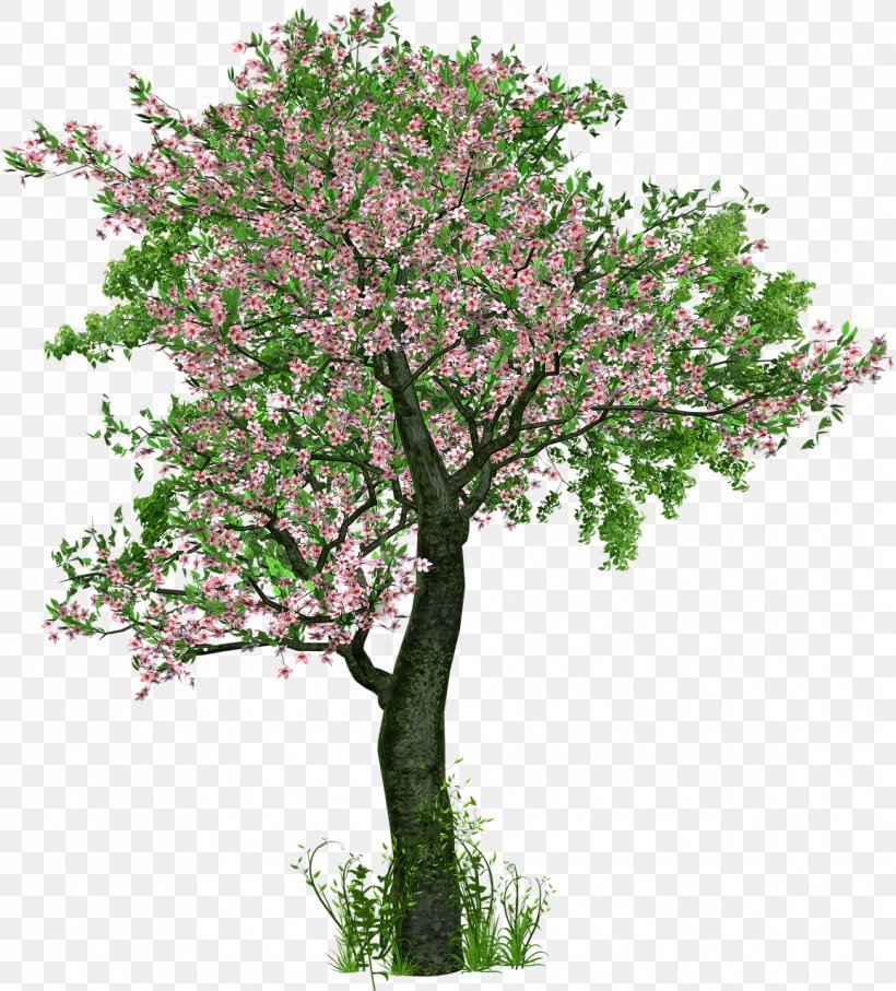 Tree Planting Deciduous Branch, PNG, 1157x1280px, Tree, Arbor Day, Blossom, Branch, Cherry Blossom Download Free