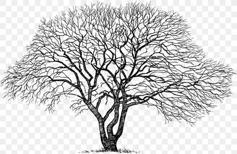 Tree Trunk Drawing, PNG, 989x644px, Drawing, Branch, Japanese Maple, Line Art, Maple Download Free