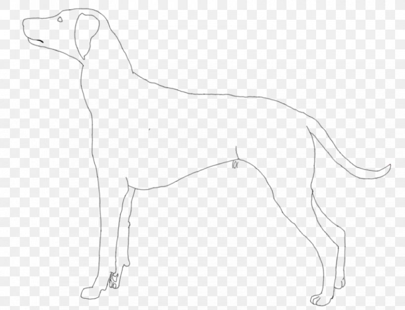Whippet Italian Greyhound Sloughi Spanish Greyhound, PNG, 850x652px, Whippet, Artwork, Black And White, Breed, Carnivoran Download Free