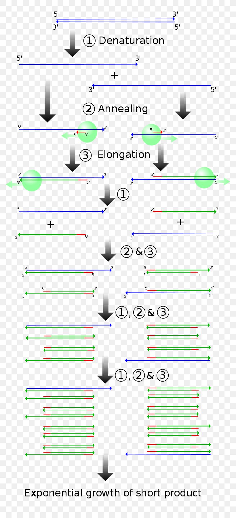 Real-time Polymerase Chain Reaction Genetics Molecular Cloning, PNG, 800x1800px, Polymerase Chain Reaction, Area, Cloning, Diagram, Dna Download Free