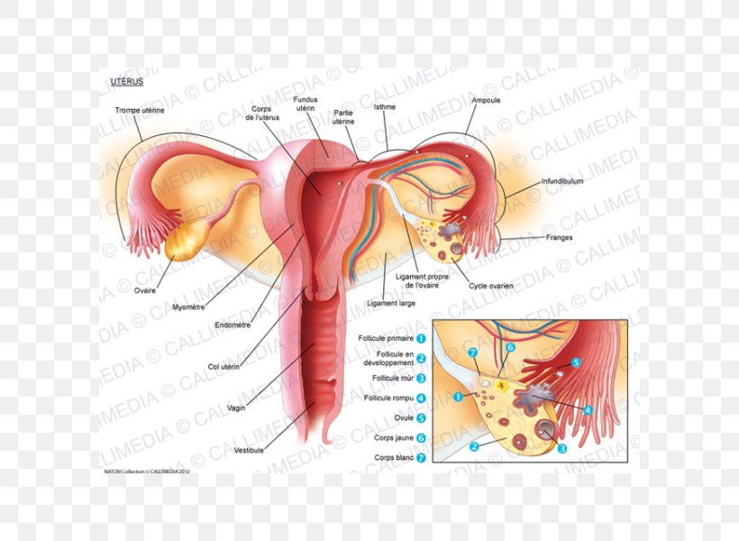 Uterus Fallopian Tube Ovary Myometrium Anatomy, PNG, 600x600px, Watercolor, Cartoon, Flower, Frame, Heart Download Free