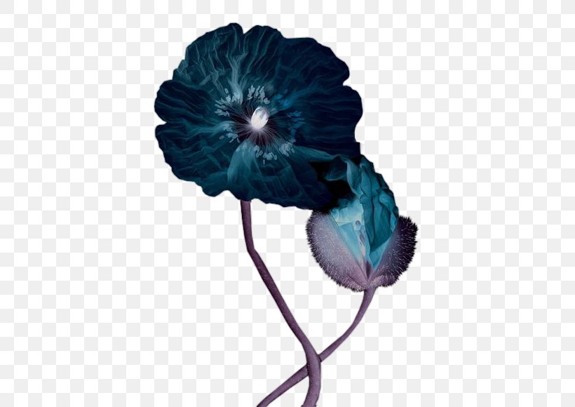 Clip Art Flower Petal Photography, PNG, 580x580px, Flower, Blue, Common Poppy, Flowering Plant, Painting Download Free