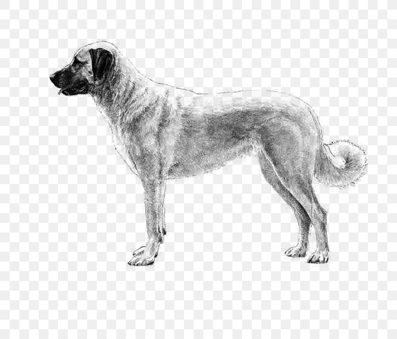 Dog Drawing, PNG, 700x700px, Anatolian Shepherd, Ancient Dog Breeds, Australian Cattle Dog, Australian Shepherd, Boskapshund Download Free