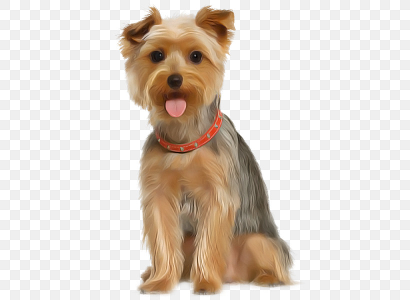Dog Yorkshire Terrier Companion Dog Terrier Snout, PNG, 550x600px, Dog, Australian Silky Terrier, Biewer Terrier, Companion Dog, Puppy Download Free