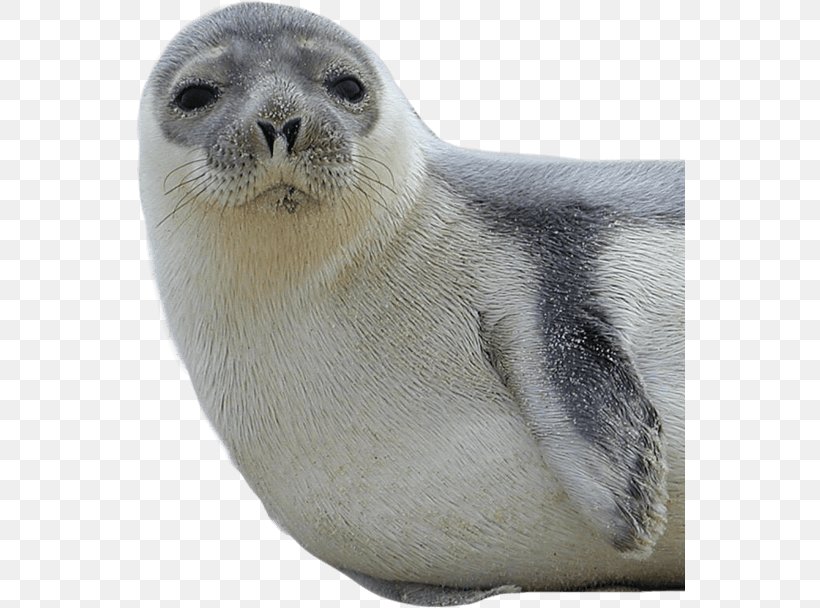 Earless Seal The New York Genealogical And Biographical Society Trust Seal, PNG, 550x608px, Earless Seal, A Seal, Fauna, Fur, Harbor Seal Download Free