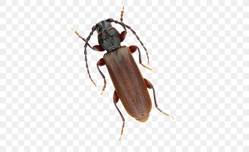 Longhorn Beetle Weevil Spruce Pheromone, PNG, 500x500px, Longhorn Beetle, Ambrosia Beetle, Arthropod, Bark Beetle, Beetle Download Free