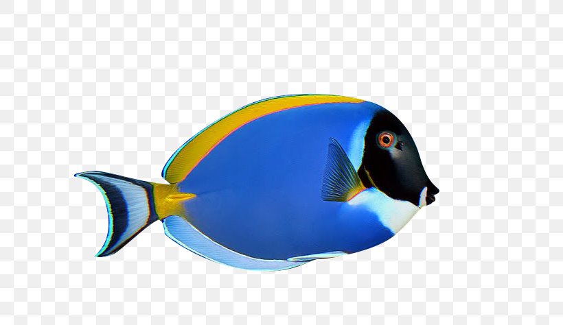 Penguin Ornamental Fish Aquarium, PNG, 639x474px, Penguin, Aquarium, Beak, Bird, Drawing Download Free