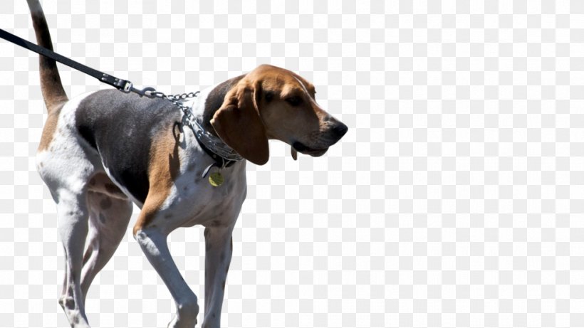 Treeing Walker Coonhound American Foxhound Black And Tan Coonhound American English Coonhound Redbone Coonhound, PNG, 986x555px, Treeing Walker Coonhound, American English Coonhound, American Foxhound, American Kennel Club, Beagle Download Free